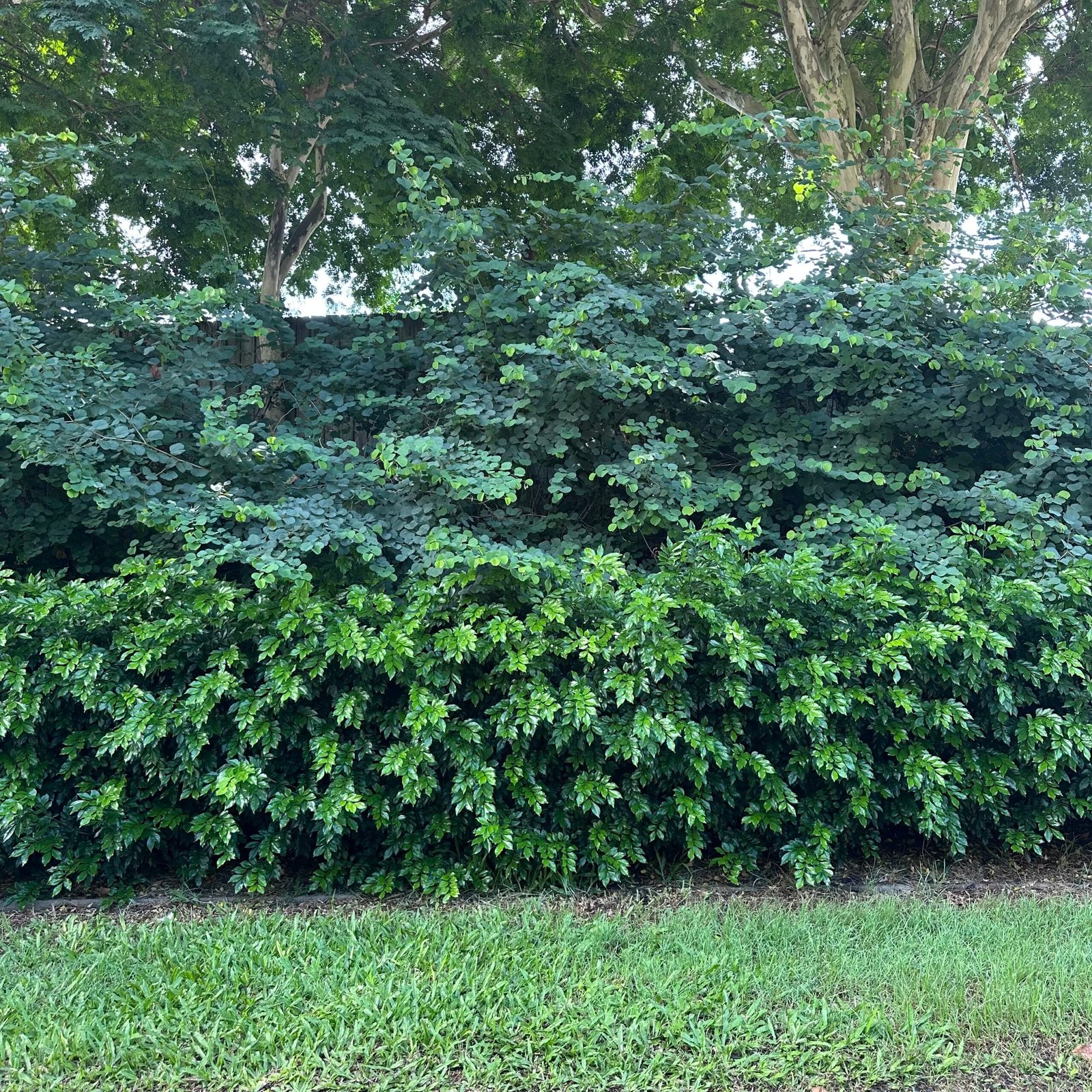 世界各国に比べて、オーストラリアは・・・？