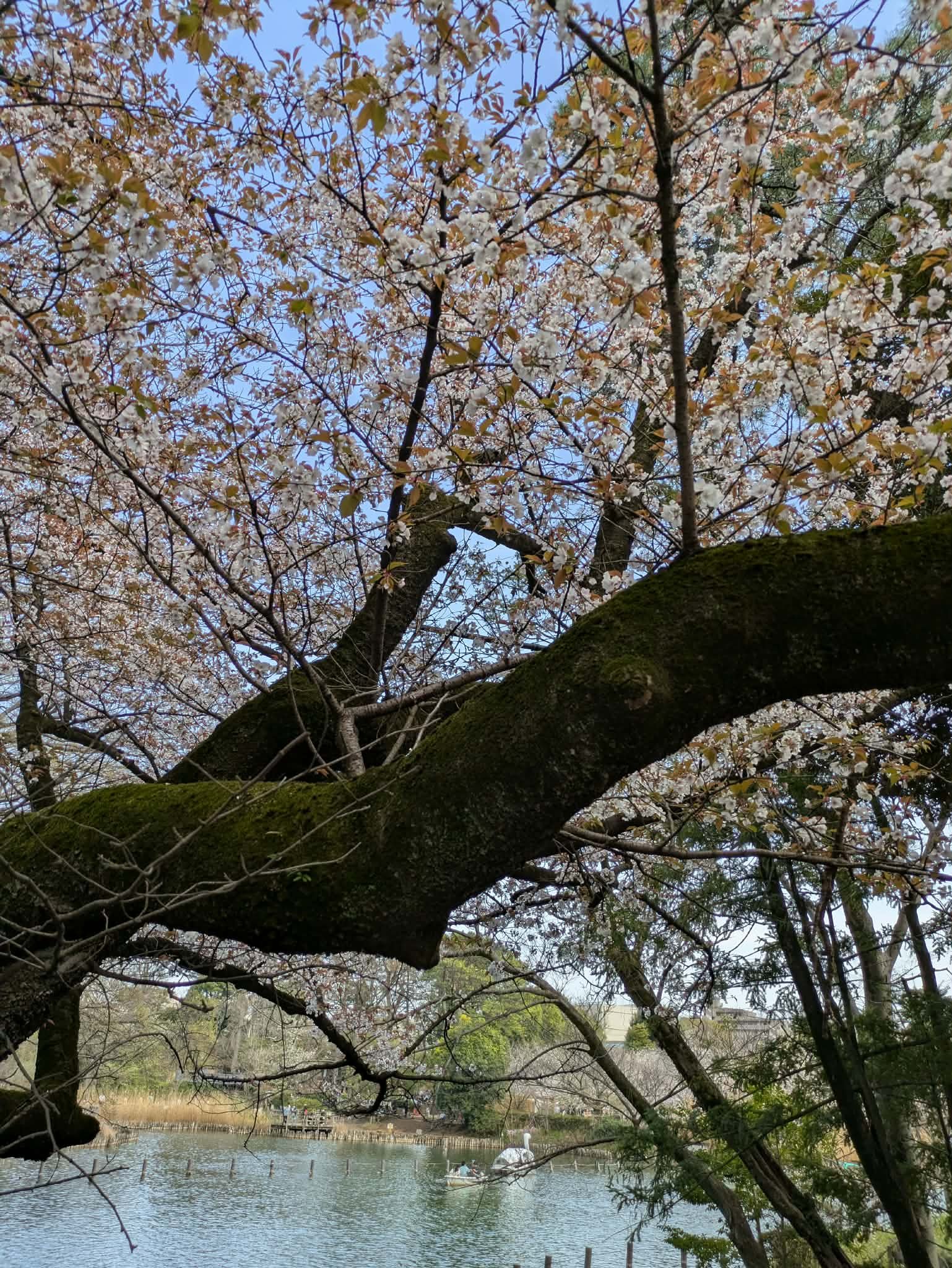 不透明な先行き？どうやって過ごそうか〜