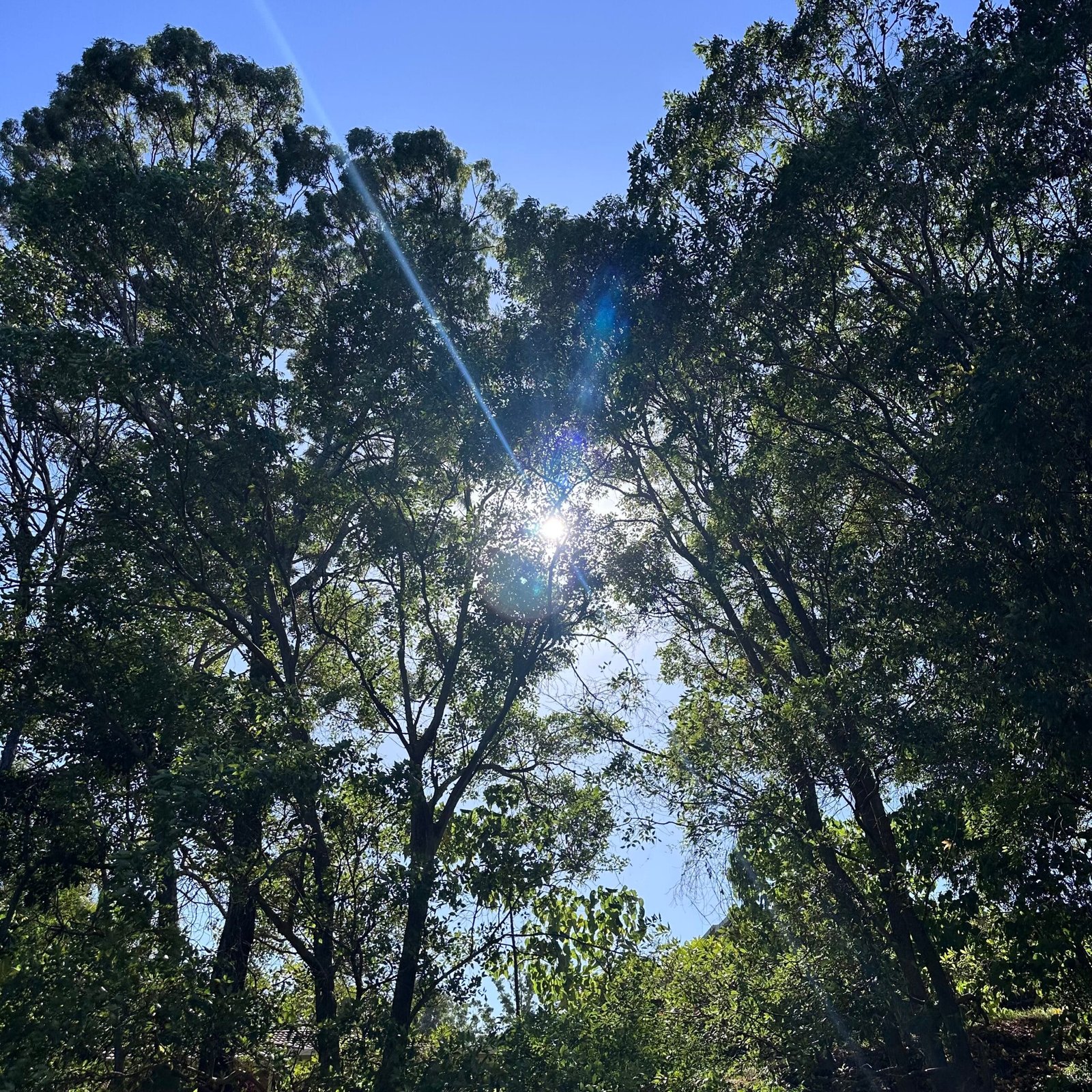 めっきり秋の天気になりました🍂
