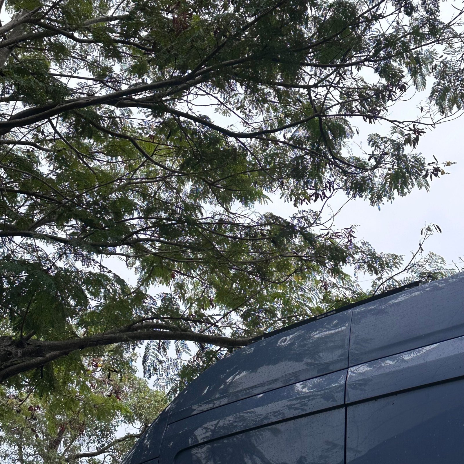 ANZAC DAYです！やっぱり、雨降りになりました・・・☔️